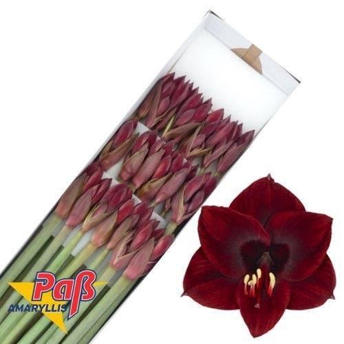 <h4>HIPP CO LILLIPUT</h4>