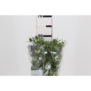 ERYNGIUM 060 CM