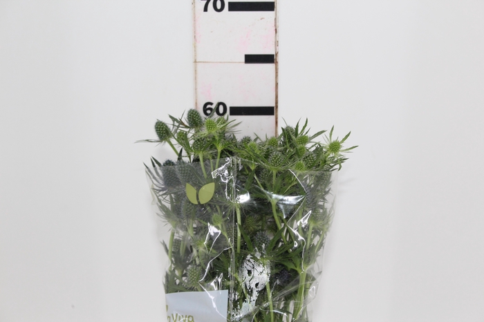 <h4>ERYNGIUM 060 CM</h4>