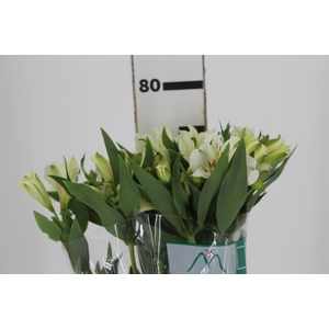 ALSTROEMERIA AKEMI 080 CM