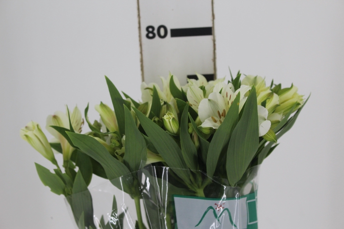 <h4>ALSTROEMERIA AKEMI 080 CM</h4>