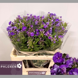 PHLOX P CRISSY