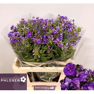 PHLOX P CRISSY