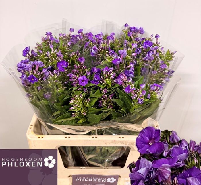 <h4>PHLOX P CRISSY</h4>