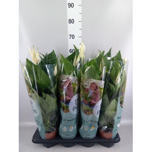 Spathiphyllum  'Sweet Ricardo'