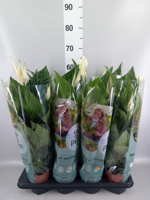 <h4>Spathiphyllum 'Sweet Ricardo'</h4>