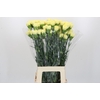 Dianthus St Ilias