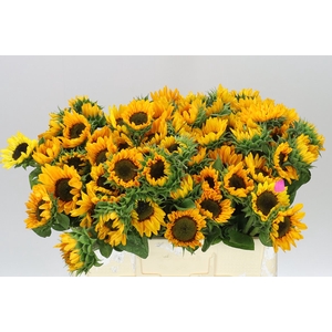 Helianthus A Sonja