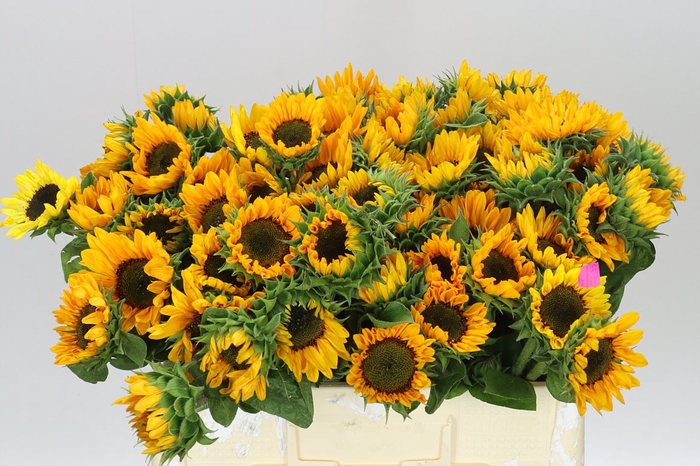 <h4>Helianthus A Sonja</h4>