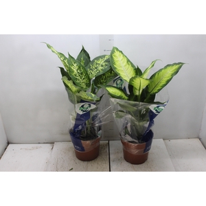 DIEFFENBACHIA VARIADO P17