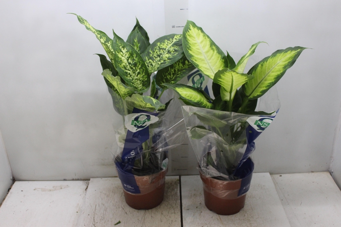 <h4>DIEFFENBACHIA VARIADO P17</h4>