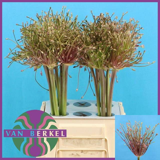 <h4>ALLIUM SCHUBERTII</h4>