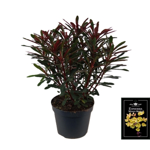 Euphorbia  'Miners Merlot'