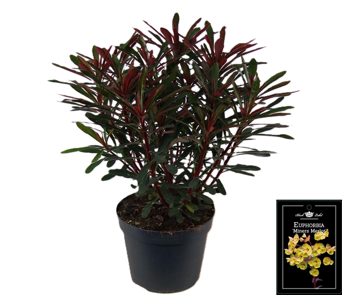 <h4>Euphorbia 'Miners Merlot'</h4>
