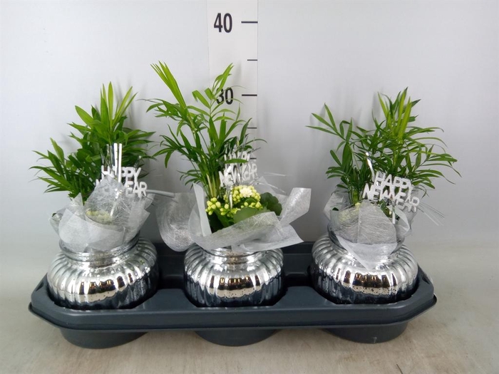 <h4>Arr. Planten L%</h4>