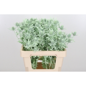 Eryn Orion Kl Bh Mint Groen