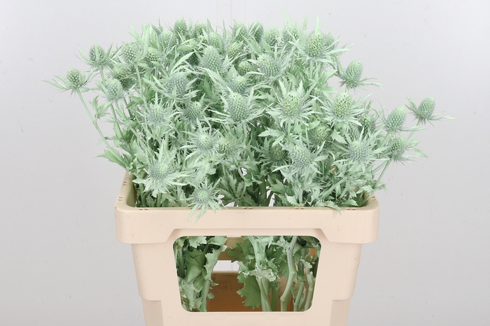 <h4>Eryn Orion Kl Bh Mint Groen</h4>