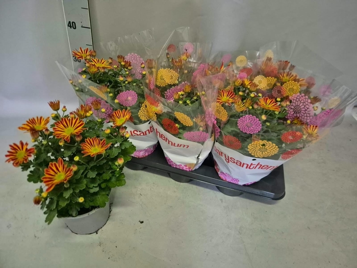 <h4>CHRYS GARDEN MUMS GM</h4>