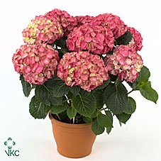 Hydrangea mac. 'Schone Bautznerin'