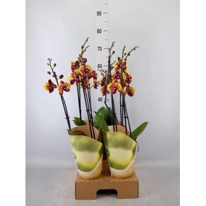 Phalaenopsis   ...yellow