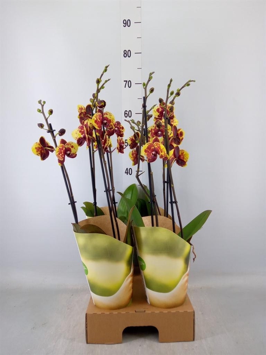 <h4>Phalaenopsis   ...yellow</h4>