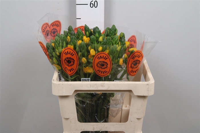 <h4>Ornit Db Yellow Asa</h4>