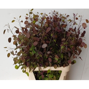 LUNARIA ANN PAARSE P
