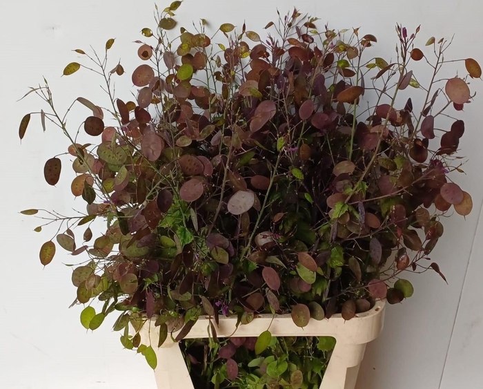 <h4>LUNARIA ANN PAARSE P</h4>