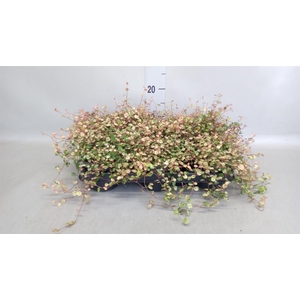 Muehlenbeckia com. 'Mao'ri'
