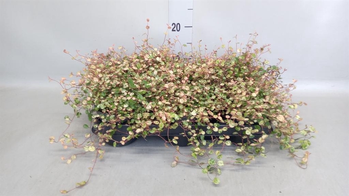 <h4>Muehlenbeckia com. 'Mao'ri'</h4>