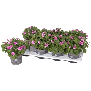 Pelg. Angel Fay 12cm