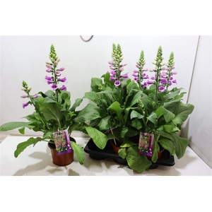 Digi Purpurea
