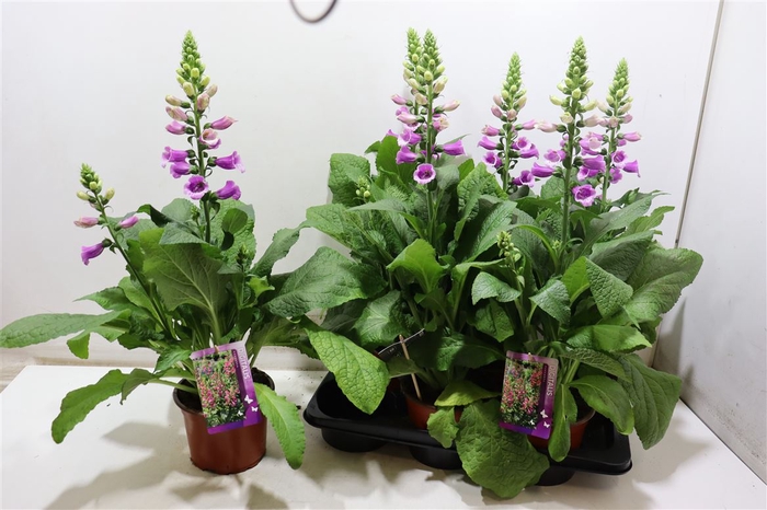 <h4>Digi Purpurea</h4>