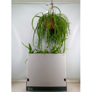 Rhipsalis   ...mix