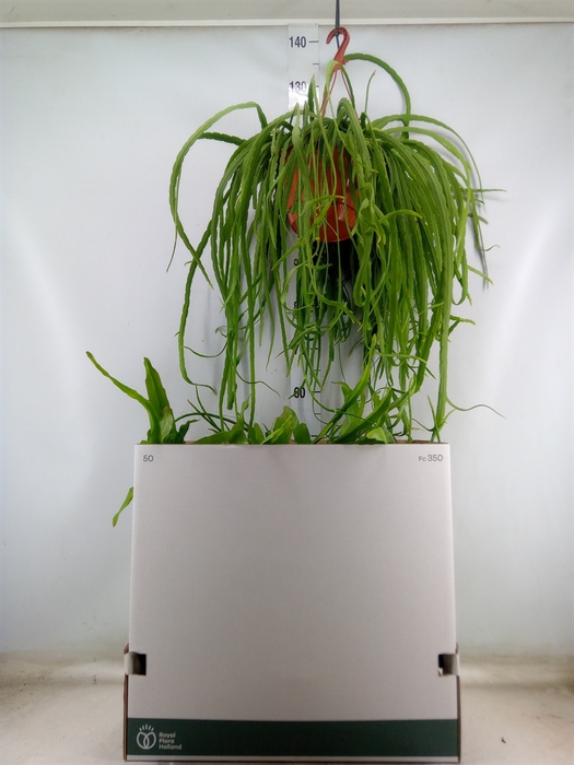 <h4>Rhipsalis   ...mix</h4>