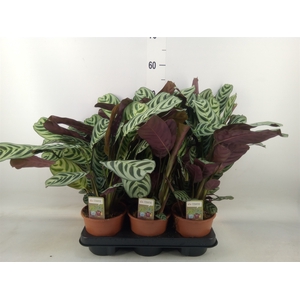 Ctenanthe burle-marxii