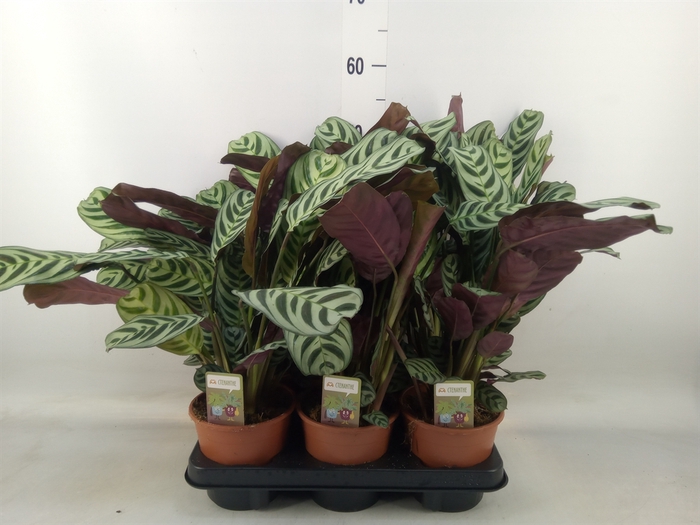 <h4>Ctenanthe burle-marxii</h4>