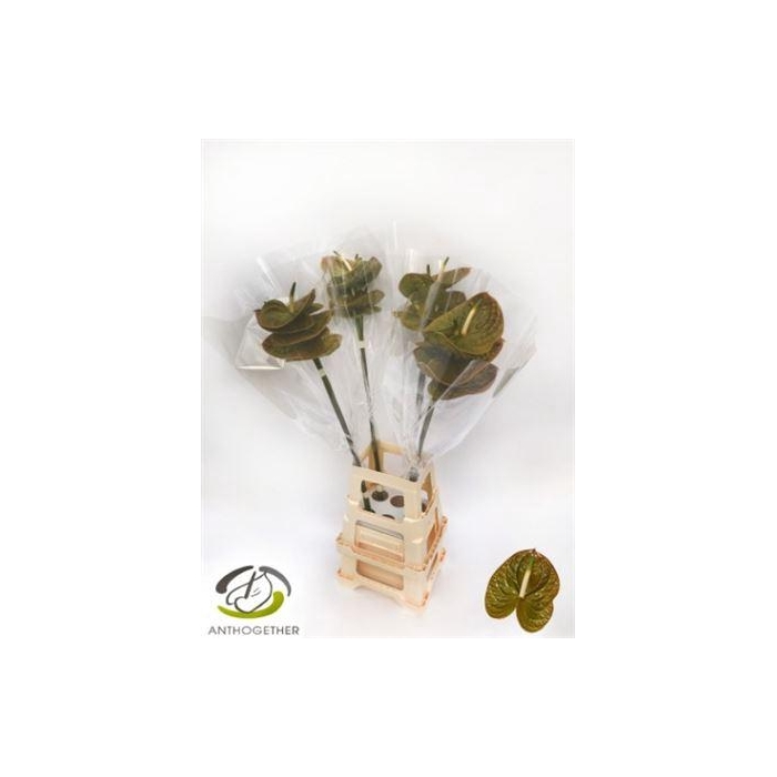 <h4>Anth A Olivius</h4>