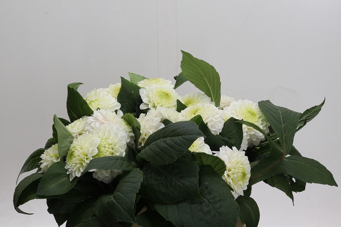 <h4>Dahlia Caro</h4>