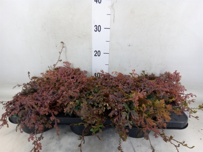 <h4>Selaginella   ...</h4>