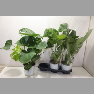 Monstera Deliciosa