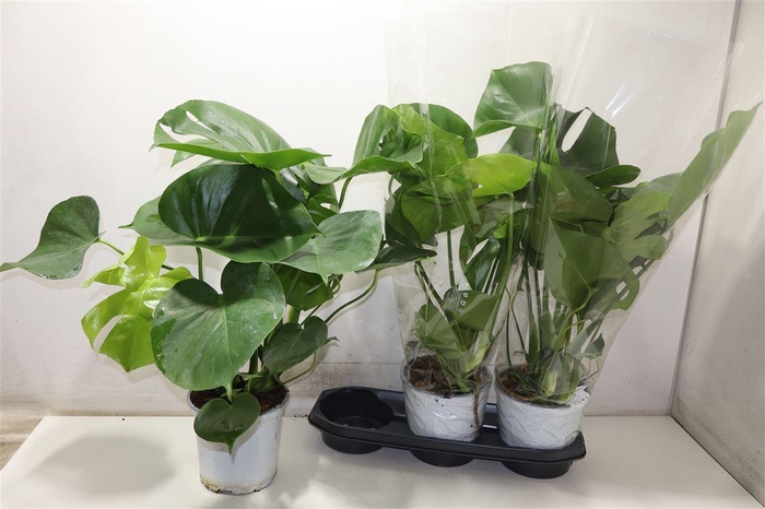 <h4>Monstera Deliciosa</h4>
