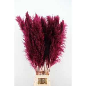 DF Pampas 130cm Bordeaux