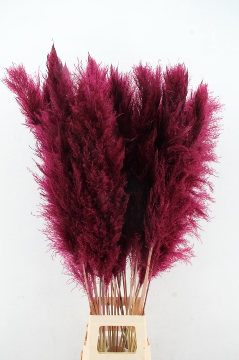 <h4>DF Pampas 130cm Bordeaux</h4>