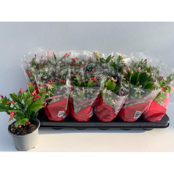 <h4>Schlumbergera mix 9Ø 20cm 30fl</h4>