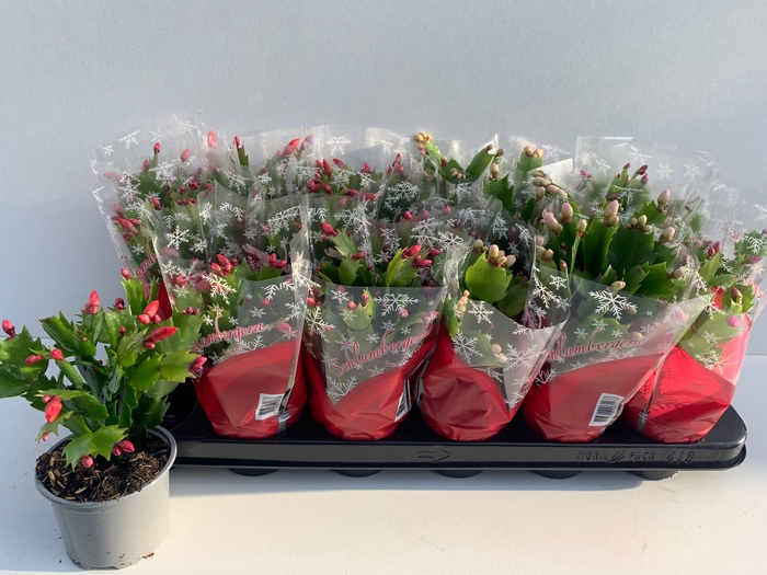 Schlumbergera mix 9Ø 20cm 30fl