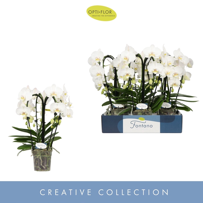 <h4>Phalaenopsis wit meer takken</h4>
