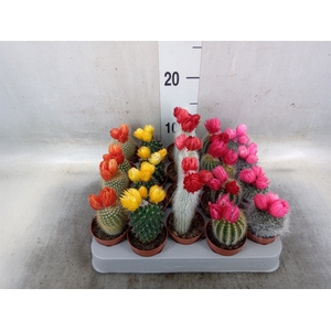 Cactus   ...decorated