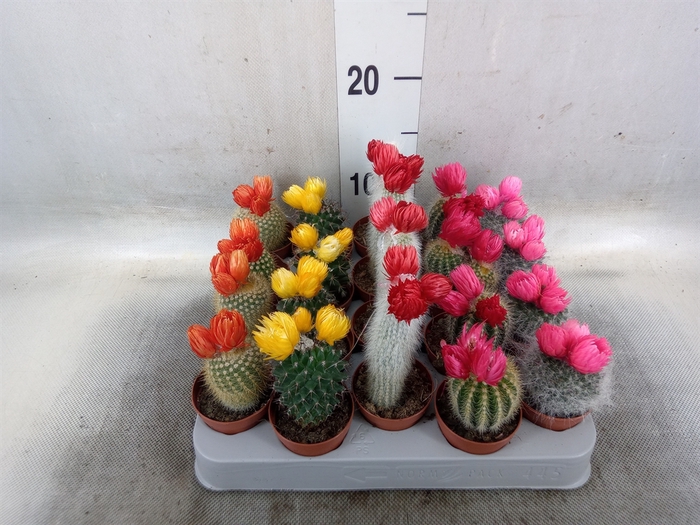 <h4>Cactus   ...decorated</h4>