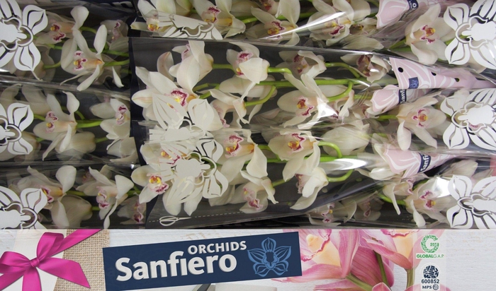 <h4>CYMB T SILVER</h4>